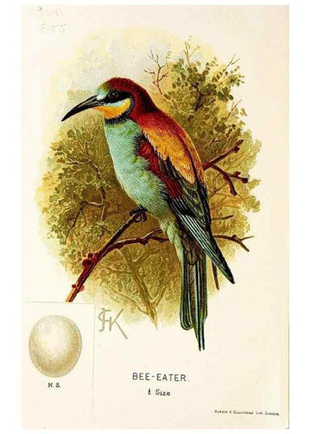 Reproducción/Reproduction 9094220068: A chapter on birds :. London :E. & J.B. Young,1895.