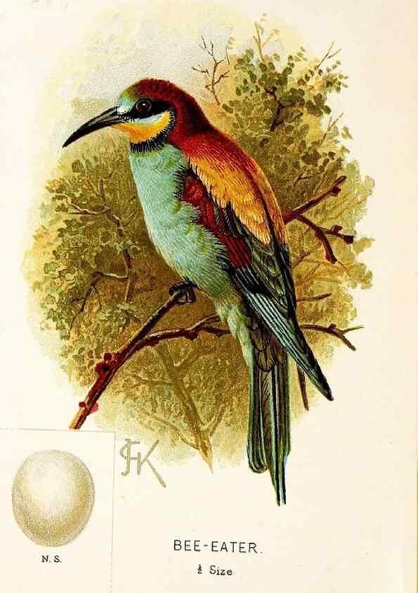 Reproducción/Reproduction 9094220068: A chapter on birds :. London :E. & J.B. Young,1895.
