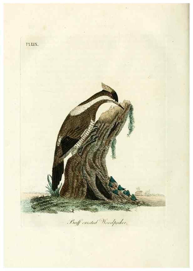 Reproducción/Reproduction 9065356191: A general history of birds /. Winchester [England] :Printed by Jacob and Johnson, for the author : sold in London by G. and W.B. Whittaker ... [and 3 others],1821-1828.