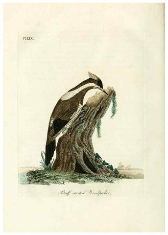 Reproducción/Reproduction 9065356191: A general history of birds /. Winchester [England] :Printed by Jacob and Johnson, for the author : sold in London by G. and W.B. Whittaker ... [and 3 others],1821-1828.