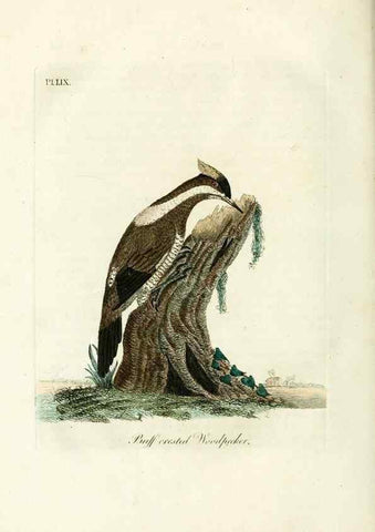 Reproducción/Reproduction 9065356191: A general history of birds /. Winchester [England] :Printed by Jacob and Johnson, for the author : sold in London by G. and W.B. Whittaker ... [and 3 others],1821-1828.