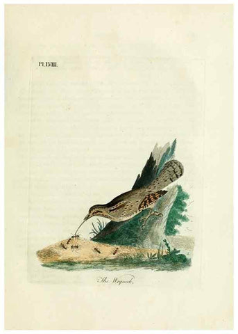 Reproducción/Reproduction 9065354213: A general history of birds /. Winchester [England] :Printed by Jacob and Johnson, for the author : sold in London by G. and W.B. Whittaker ... [and 3 others],1821-1828.