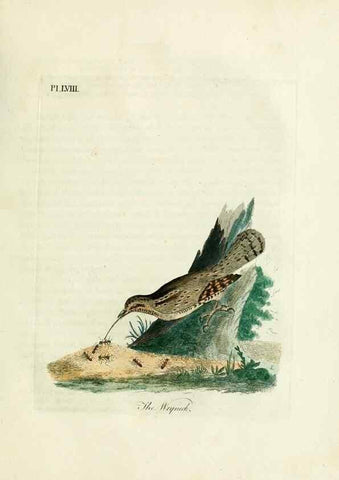 Reproducción/Reproduction 9065354213: A general history of birds /. Winchester [England] :Printed by Jacob and Johnson, for the author : sold in London by G. and W.B. Whittaker ... [and 3 others],1821-1828.
