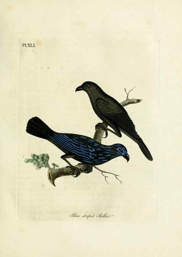 Reproducción/Reproduction 9065331333: A general history of birds /. Winchester [England] :Printed by Jacob and Johnson, for the author : sold in London by G. and W.B. Whittaker ... [and 3 others],1821-1828.