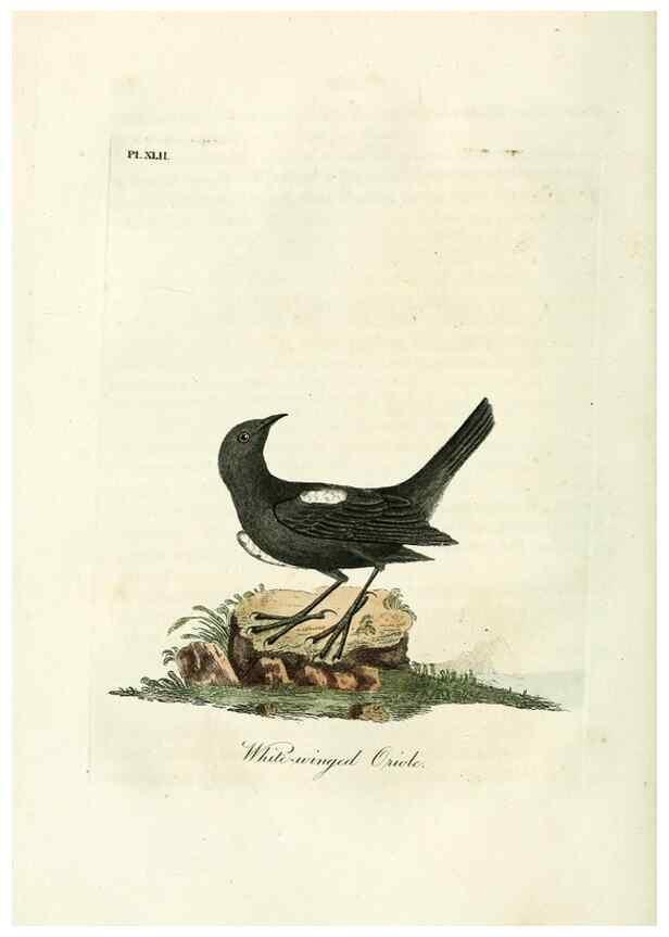 Reproducción/Reproduction 9065332801: A general history of birds /. Winchester [England] :Printed by Jacob and Johnson, for the author : sold in London by G. and W.B. Whittaker ... [and 3 others],1821-1828.