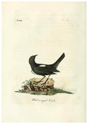 Reproducción/Reproduction 9065332801: A general history of birds /. Winchester [England] :Printed by Jacob and Johnson, for the author : sold in London by G. and W.B. Whittaker ... [and 3 others],1821-1828.