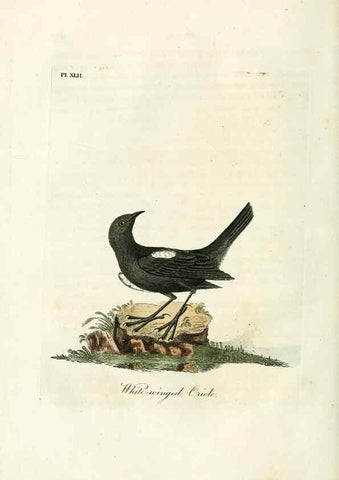 Reproducción/Reproduction 9065332801: A general history of birds /. Winchester [England] :Printed by Jacob and Johnson, for the author : sold in London by G. and W.B. Whittaker ... [and 3 others],1821-1828.