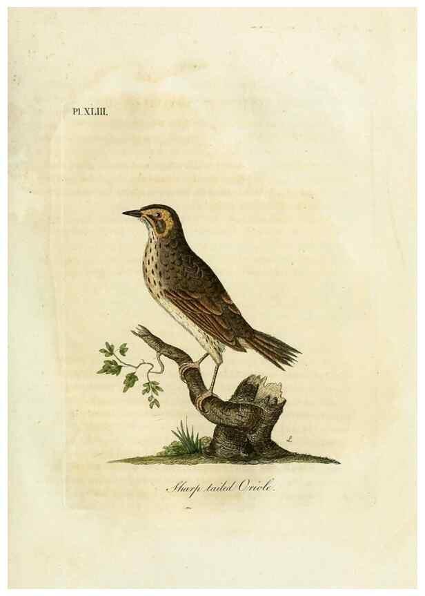 Reproducción/Reproduction 9065334429: A general history of birds /. Winchester [England] :Printed by Jacob and Johnson, for the author : sold in London by G. and W.B. Whittaker ... [and 3 others],1821-1828.