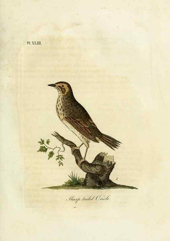 Reproducción/Reproduction 9065334429: A general history of birds /. Winchester [England] :Printed by Jacob and Johnson, for the author : sold in London by G. and W.B. Whittaker ... [and 3 others],1821-1828.
