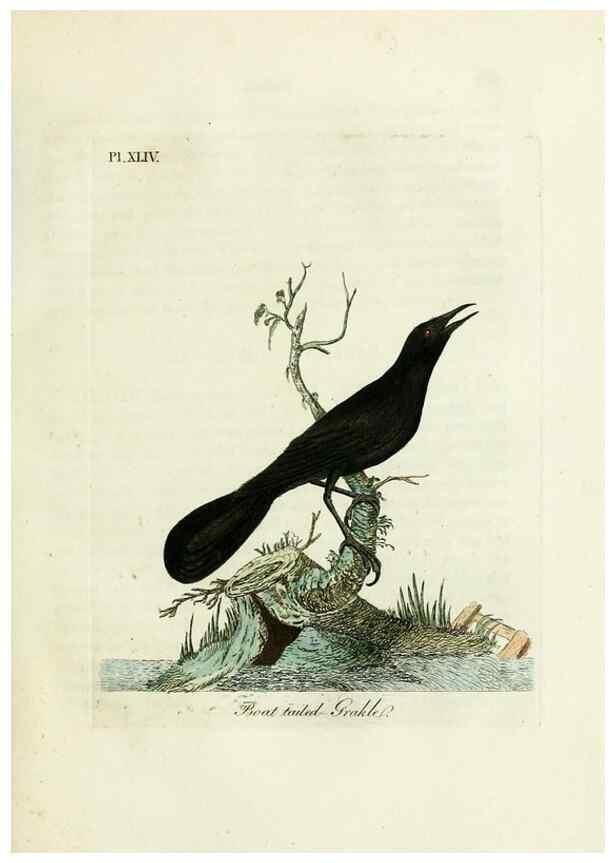 Reproducción/Reproduction 9065335625: A general history of birds /. Winchester [England] :Printed by Jacob and Johnson, for the author : sold in London by G. and W.B. Whittaker ... [and 3 others],1821-1828.