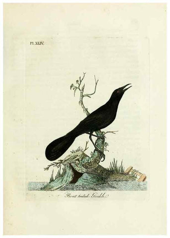 Reproducción/Reproduction 9065335625: A general history of birds /. Winchester [England] :Printed by Jacob and Johnson, for the author : sold in London by G. and W.B. Whittaker ... [and 3 others],1821-1828.