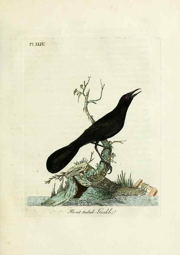 Reproducción/Reproduction 9065335625: A general history of birds /. Winchester [England] :Printed by Jacob and Johnson, for the author : sold in London by G. and W.B. Whittaker ... [and 3 others],1821-1828.