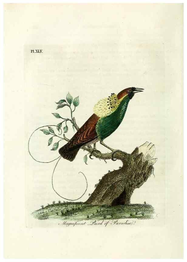 Reproducción/Reproduction 9067563936: A general history of birds /. Winchester [England] :Printed by Jacob and Johnson, for the author : sold in London by G. and W.B. Whittaker ... [and 3 others],1821-1828.