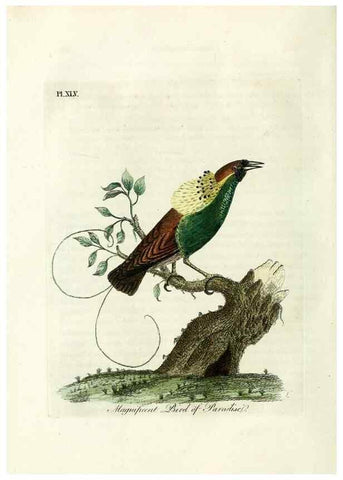 Reproducción/Reproduction 9067563936: A general history of birds /. Winchester [England] :Printed by Jacob and Johnson, for the author : sold in London by G. and W.B. Whittaker ... [and 3 others],1821-1828.