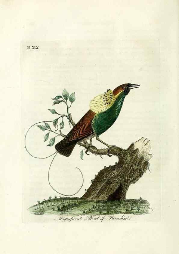 Reproducción/Reproduction 9067563936: A general history of birds /. Winchester [England] :Printed by Jacob and Johnson, for the author : sold in London by G. and W.B. Whittaker ... [and 3 others],1821-1828.