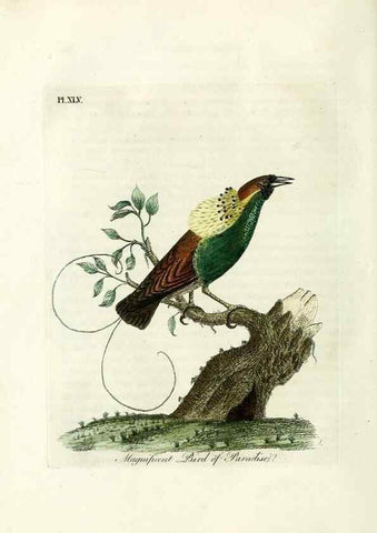 Reproducción/Reproduction 9067563936: A general history of birds /. Winchester [England] :Printed by Jacob and Johnson, for the author : sold in London by G. and W.B. Whittaker ... [and 3 others],1821-1828.