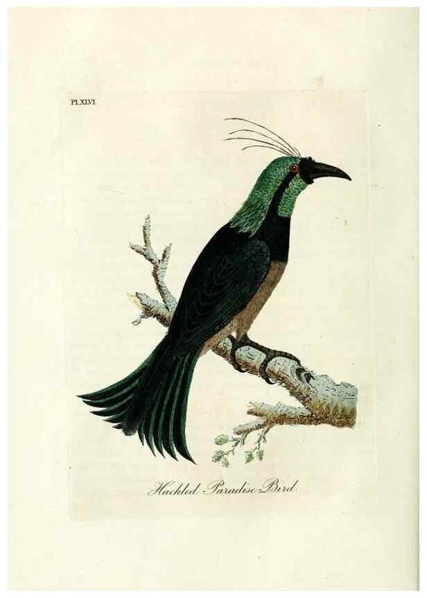 Reproducción/Reproduction 9065338647: A general history of birds /. Winchester [England] :Printed by Jacob and Johnson, for the author : sold in London by G. and W.B. Whittaker ... [and 3 others],1821-1828.
