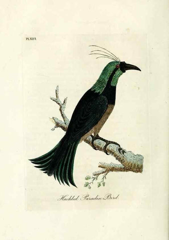 Reproducción/Reproduction 9065338647: A general history of birds /. Winchester [England] :Printed by Jacob and Johnson, for the author : sold in London by G. and W.B. Whittaker ... [and 3 others],1821-1828.