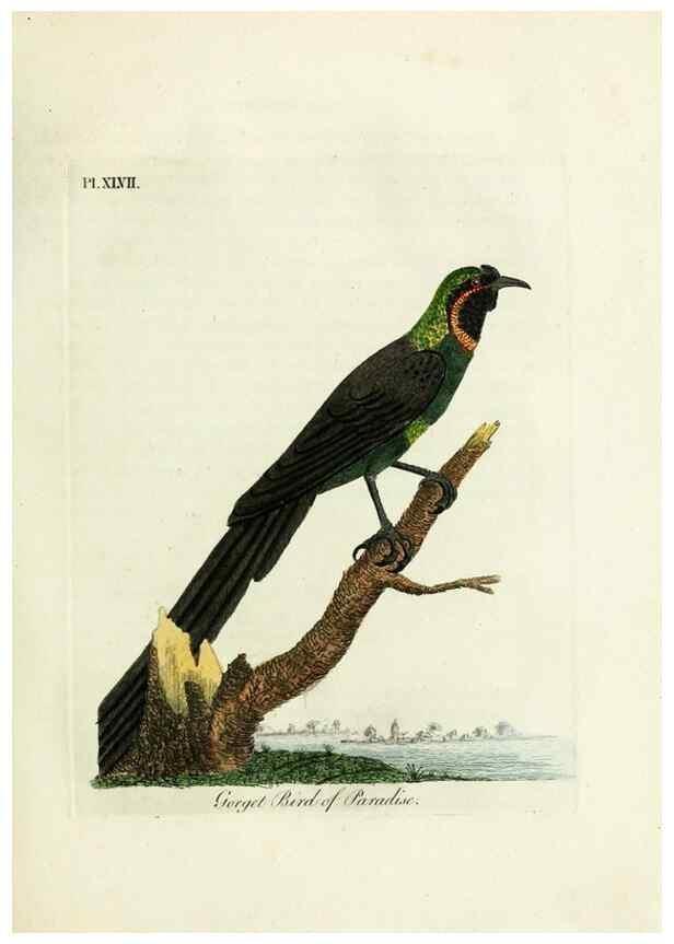 Reproducción/Reproduction 9065339885: A general history of birds /. Winchester [England] :Printed by Jacob and Johnson, for the author : sold in London by G. and W.B. Whittaker ... [and 3 others],1821-1828.