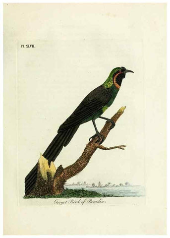 Reproducción/Reproduction 9065339885: A general history of birds /. Winchester [England] :Printed by Jacob and Johnson, for the author : sold in London by G. and W.B. Whittaker ... [and 3 others],1821-1828.