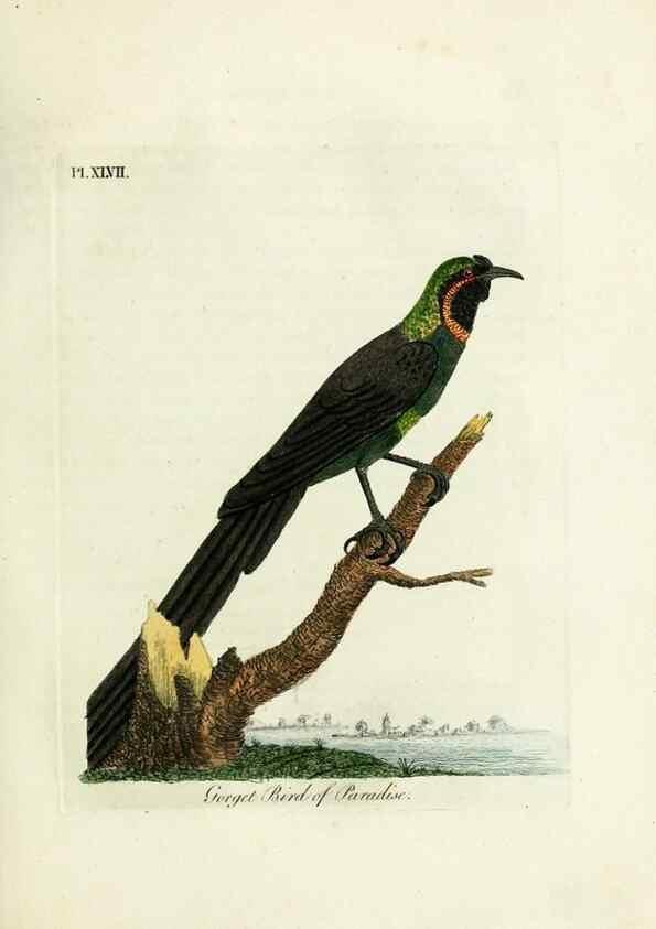 Reproducción/Reproduction 9065339885: A general history of birds /. Winchester [England] :Printed by Jacob and Johnson, for the author : sold in London by G. and W.B. Whittaker ... [and 3 others],1821-1828.