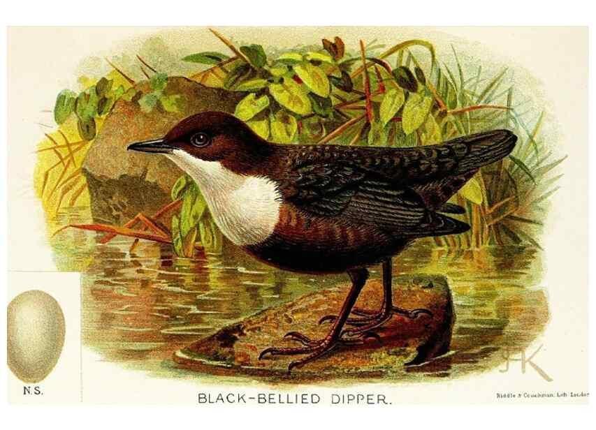 Reproducción/Reproduction 9092022353: A chapter on birds :. London :E. & J.B. Young,1895.