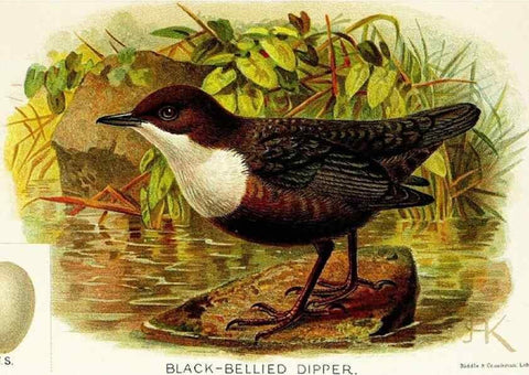 Reproducción/Reproduction 9092022353: A chapter on birds :. London :E. & J.B. Young,1895.