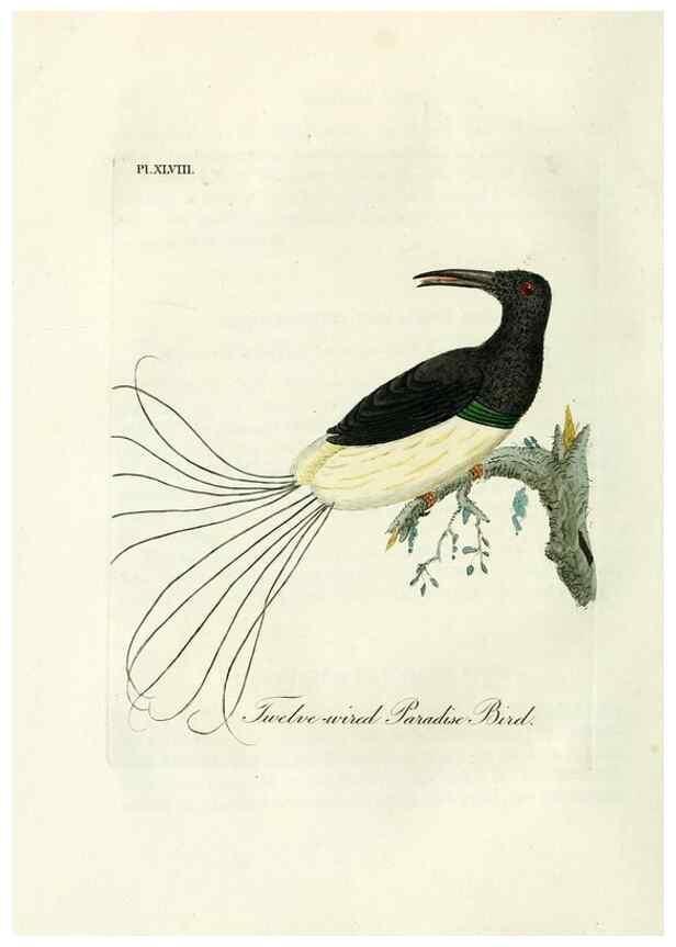 Reproducción/Reproduction 9065341205: A general history of birds /. Winchester [England] :Printed by Jacob and Johnson, for the author : sold in London by G. and W.B. Whittaker ... [and 3 others],1821-1828.