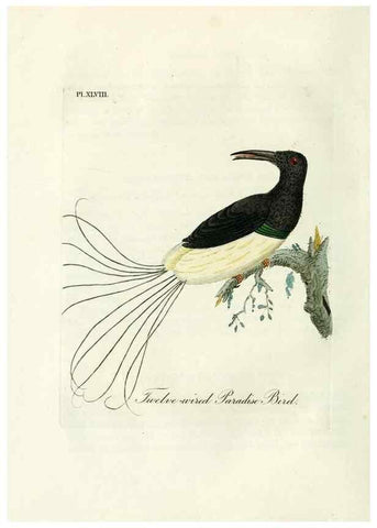Reproducción/Reproduction 9065341205: A general history of birds /. Winchester [England] :Printed by Jacob and Johnson, for the author : sold in London by G. and W.B. Whittaker ... [and 3 others],1821-1828.