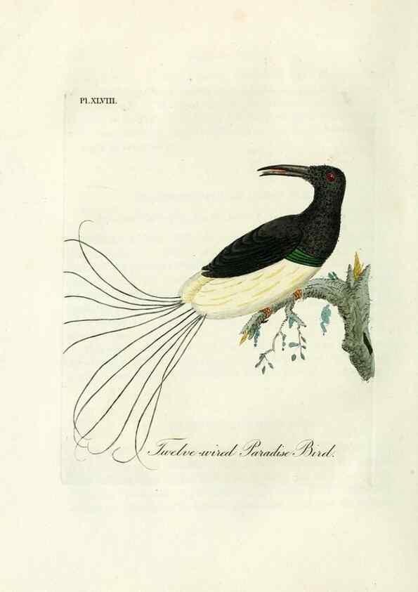 Reproducción/Reproduction 9065341205: A general history of birds /. Winchester [England] :Printed by Jacob and Johnson, for the author : sold in London by G. and W.B. Whittaker ... [and 3 others],1821-1828.