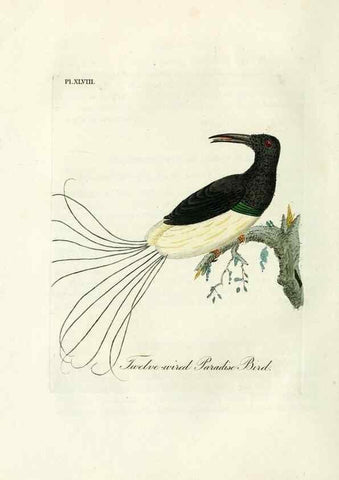 Reproducción/Reproduction 9065341205: A general history of birds /. Winchester [England] :Printed by Jacob and Johnson, for the author : sold in London by G. and W.B. Whittaker ... [and 3 others],1821-1828.