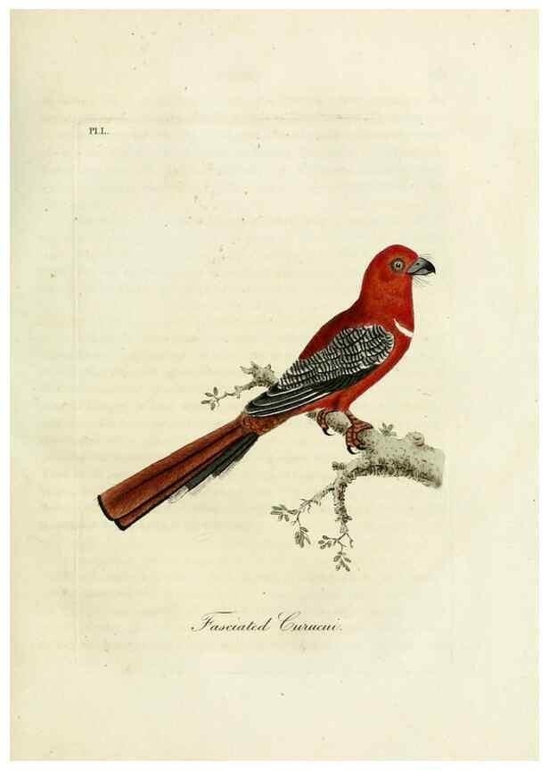 Reproducción/Reproduction 9065343559: A general history of birds /. Winchester [England] :Printed by Jacob and Johnson, for the author : sold in London by G. and W.B. Whittaker ... [and 3 others],1821-1828.