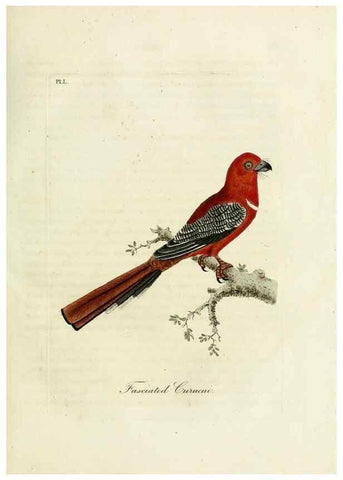Reproducción/Reproduction 9065343559: A general history of birds /. Winchester [England] :Printed by Jacob and Johnson, for the author : sold in London by G. and W.B. Whittaker ... [and 3 others],1821-1828.