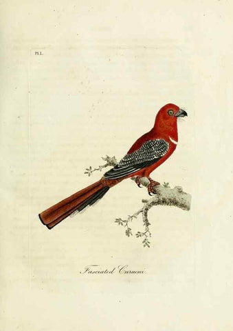 Reproducción/Reproduction 9065343559: A general history of birds /. Winchester [England] :Printed by Jacob and Johnson, for the author : sold in London by G. and W.B. Whittaker ... [and 3 others],1821-1828.