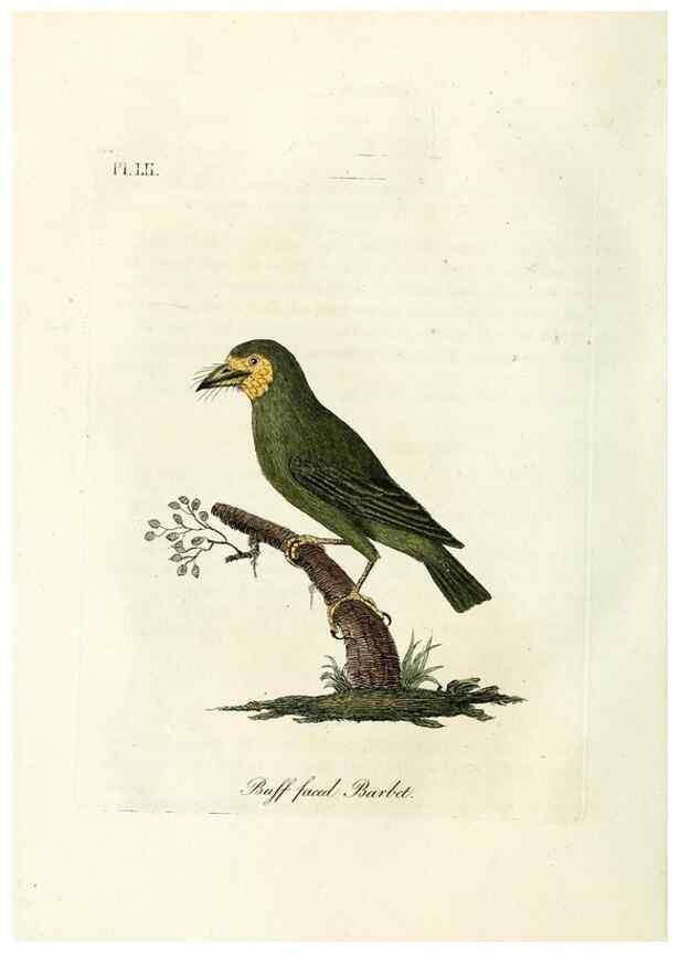 Reproducción/Reproduction 9065346433: A general history of birds /. Winchester [England] :Printed by Jacob and Johnson, for the author : sold in London by G. and W.B. Whittaker ... [and 3 others],1821-1828.