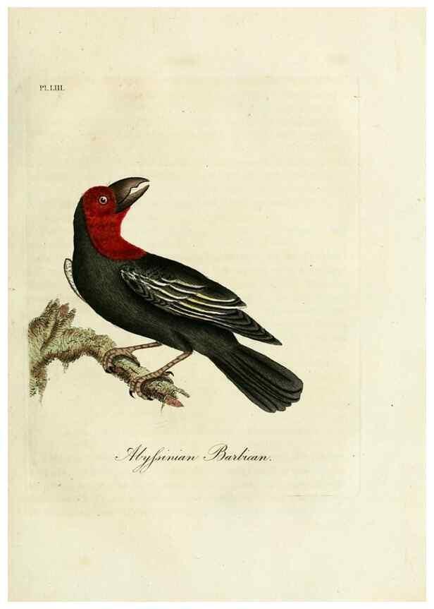 Reproducción/Reproduction 9067574040: A general history of birds /. Winchester [England] :Printed by Jacob and Johnson, for the author : sold in London by G. and W.B. Whittaker ... [and 3 others],1821-1828.