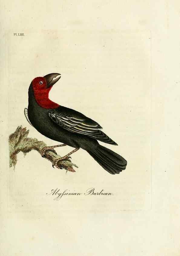 Reproducción/Reproduction 9067574040: A general history of birds /. Winchester [England] :Printed by Jacob and Johnson, for the author : sold in London by G. and W.B. Whittaker ... [and 3 others],1821-1828.