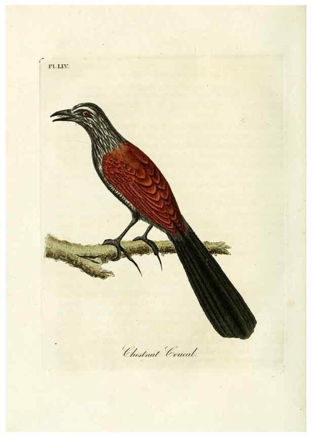 Reproducción/Reproduction 9065349137: A general history of birds /. Winchester [England] :Printed by Jacob and Johnson, for the author : sold in London by G. and W.B. Whittaker ... [and 3 others],1821-1828.