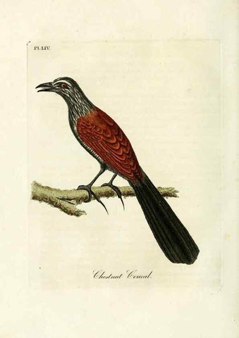 Reproducción/Reproduction 9065349137: A general history of birds /. Winchester [England] :Printed by Jacob and Johnson, for the author : sold in London by G. and W.B. Whittaker ... [and 3 others],1821-1828.