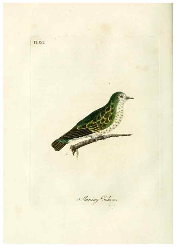 Reproducción/Reproduction 9067577530: A general history of birds /. Winchester [England] :Printed by Jacob and Johnson, for the author : sold in London by G. and W.B. Whittaker ... [and 3 others],1821-1828.
