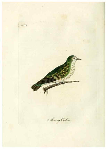 Reproducción/Reproduction 9067577530: A general history of birds /. Winchester [England] :Printed by Jacob and Johnson, for the author : sold in London by G. and W.B. Whittaker ... [and 3 others],1821-1828.
