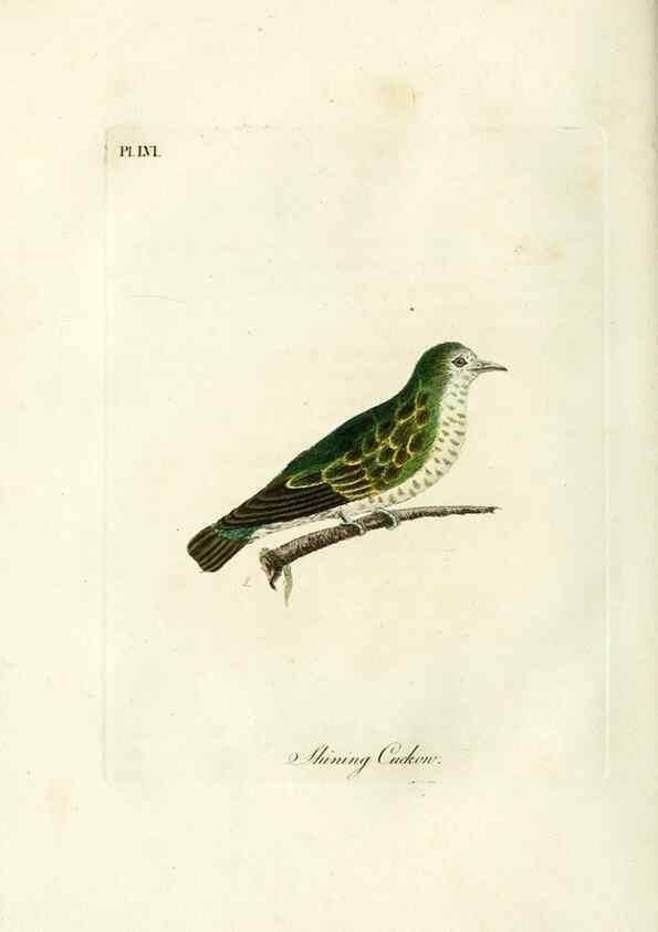 Reproducción/Reproduction 9067577530: A general history of birds /. Winchester [England] :Printed by Jacob and Johnson, for the author : sold in London by G. and W.B. Whittaker ... [and 3 others],1821-1828.