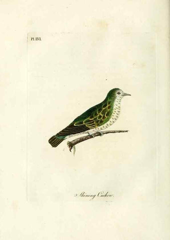 Reproducción/Reproduction 9067577530: A general history of birds /. Winchester [England] :Printed by Jacob and Johnson, for the author : sold in London by G. and W.B. Whittaker ... [and 3 others],1821-1828.