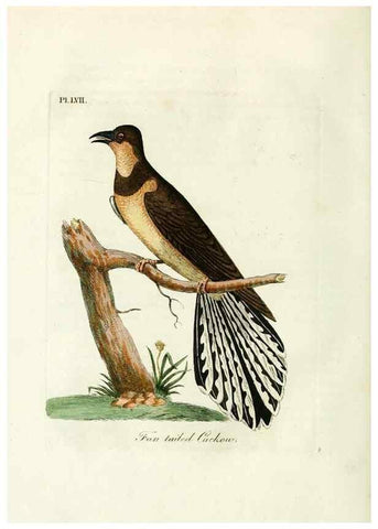 Reproducción/Reproduction 9065352899: A general history of birds /. Winchester [England] :Printed by Jacob and Johnson, for the author : sold in London by G. and W.B. Whittaker ... [and 3 others],1821-1828.
