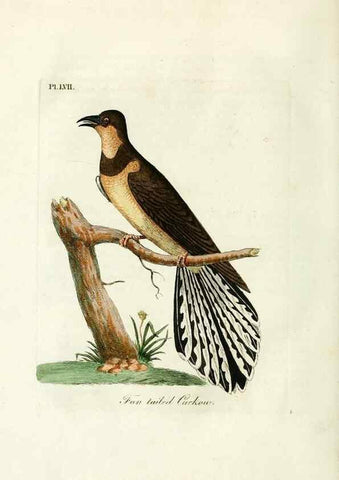 Reproducción/Reproduction 9065352899: A general history of birds /. Winchester [England] :Printed by Jacob and Johnson, for the author : sold in London by G. and W.B. Whittaker ... [and 3 others],1821-1828.