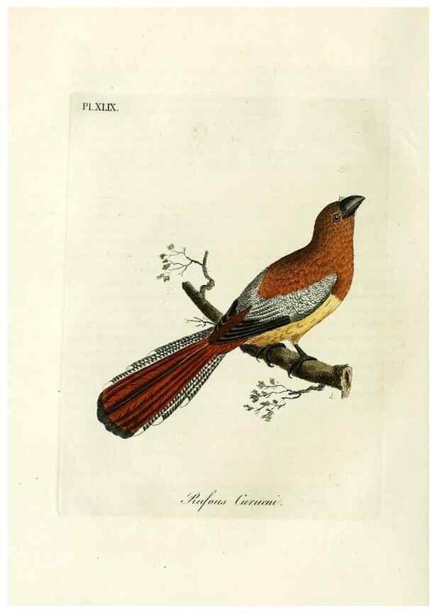 Reproducción/Reproduction 9065342309: A general history of birds /. Winchester [England] :Printed by Jacob and Johnson, for the author : sold in London by G. and W.B. Whittaker ... [and 3 others],1821-1828.