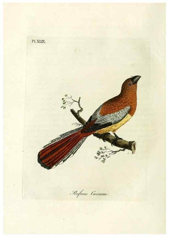 Reproducción/Reproduction 9065342309: A general history of birds /. Winchester [England] :Printed by Jacob and Johnson, for the author : sold in London by G. and W.B. Whittaker ... [and 3 others],1821-1828.