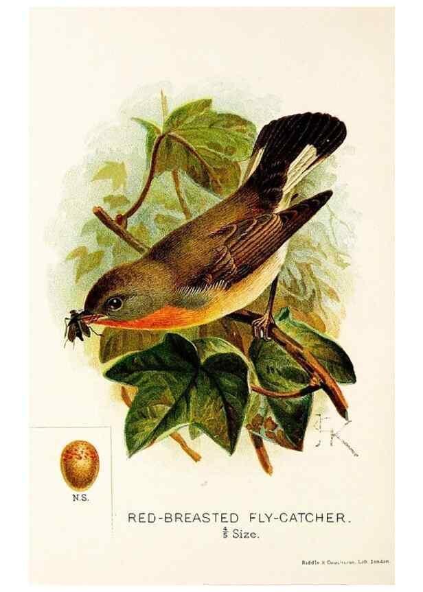 Reproducción/Reproduction 9092023589: A chapter on birds :. London :E. & J.B. Young,1895.