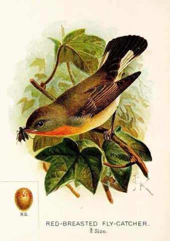 Reproducción/Reproduction 9092023589: A chapter on birds :. London :E. & J.B. Young,1895.