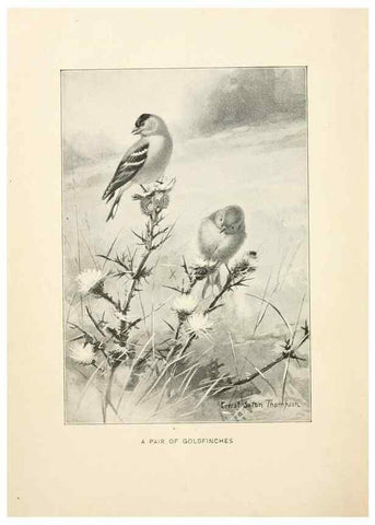 Reproducción/Reproduction 9092249751: Bird world :. Boston :Ginn,c1898.